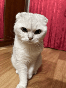 a white cat sitting on a wooden floor with a red curtain behind it