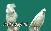 Its Friday Birds GIF