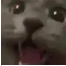 a close up of a cat 's face with its mouth open and its eyes closed .