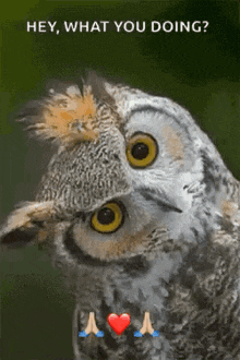 Owl What You Doing GIF - Owl What You Doing Curious GIFs