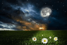 the moon is shining brightly over a field of daisies