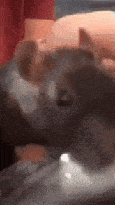 Rat Disgusted GIF - Rat Disgusted Cringe GIFs