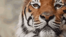 Tiger Wink GIF - Tiger Wink GIFs
