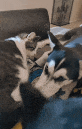 Cat Dog GIF - Cat Dog Husky GIFs