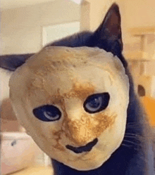 Pancake Cat GIF - Pancake Cat GIFs