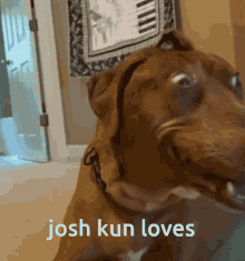 Joshkun Happy Dog GIF - Joshkun Happy Dog Jooshuar GIFs
