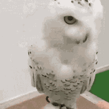 Owl Cork GIF - Owl Cork Hide Cork GIFs