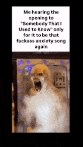 a picture of a dog with a caption that says " me hearing the opening to " somebody that i used to know "