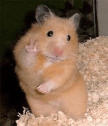 Hamster Meme GIFs | Tenor