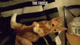 a cat is being held in someone 's arms with the words " the frock " below it