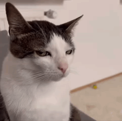 Angry cat gif by PierceTheChar on DeviantArt