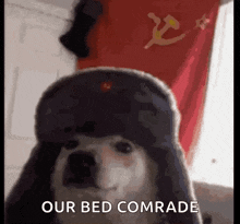 a dog wearing a russian hat is standing in front of a red flag and says `` our bed comrade '' .