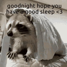 goodnight sleep raccoon cozy
