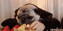 pug spaghetti chow eat eating
