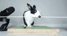 Uwu Bunny GIF - Uwu Bunny Rabbit GIFs