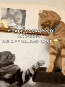 two cats are looking at each other with the caption " y babies scrapped scrapped scrapped scrapped scrapped and lost "