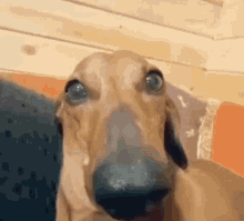 Dog Blushing GIF - Dog Blushing Embarrassed GIFs