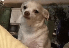a small white dog is sitting on a couch in a living room and looking at the camera .