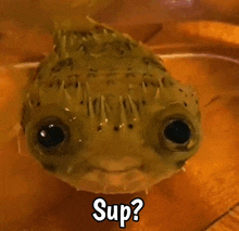 a puffer fish is looking at the camera and says " sup " on the bottom