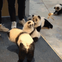 Panda Dog Chow Chow GIF - Panda Dog Chow Chow GIFs