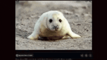 a picture of a seal is displayed on a web page
