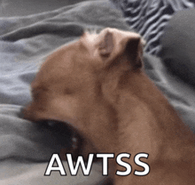 a brown dog laying on a bed with the word awtss written on the bottom