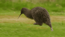 Kiwi Kiwi Bird GIF - Kiwi Kiwi Bird Run GIFs