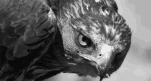 Bird Eagle GIF - Bird Eagle One Eye GIFs