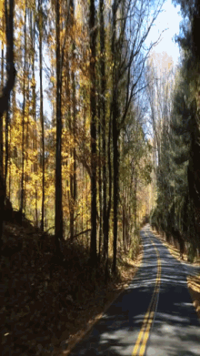trees road