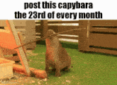 a picture of a capybara holding a stick in its mouth