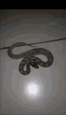 There You Go Snake Feeding GIF - There You Go Snake Feeding Gone Wrong GIFs