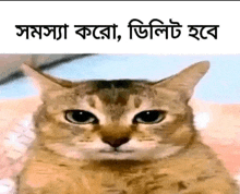 a cat is sitting on a bed and looking at the camera with a serious look on its face .