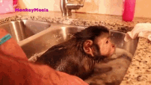 Pour Water Monkey Meela GIF