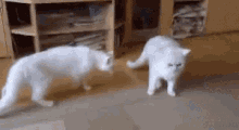 Cat Dog GIF - Cat Dog Intercept GIFs