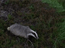 Nope Badger GIF - Nope Badger Jumping GIFs