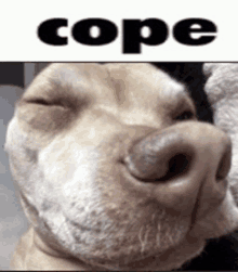 Cope Dog GIF
