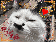 Oofees Cats GIF - Oofees Cats Glitter Cat GIFs
