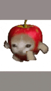 a cat with a red apple on its head is walking