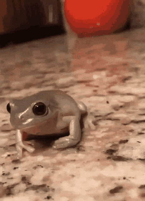 Cute Strawberry Milk Frog - Cute Frog - Sticker