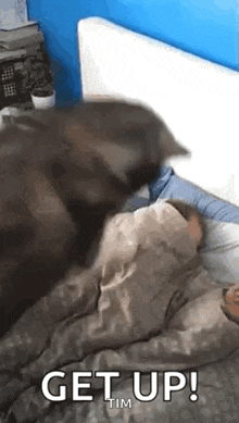 a dog is laying on top of a person on a bed .