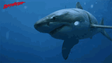 Shark David Hasselhoff GIF - Shark David Hasselhoff Shawn Weatherly GIFs