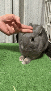 a person is petting a small gray rabbit on a green carpet