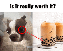 a picture of a dog next to a picture of a bubble tea