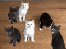 cute cat kitten squad goal pets