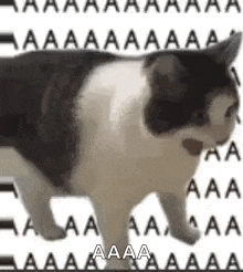a black and white cat is walking on a white background surrounded by letters .