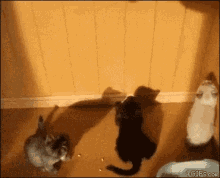 Cat Shadow GIF