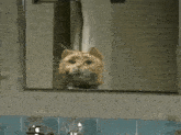 two cats are looking at their reflection in a mirror