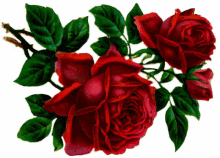 roses flower
