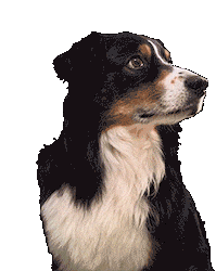 Dog Uturn Sticker - Dog Uturn Stickers