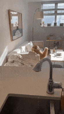 a cat is sitting on a couch next to a sink